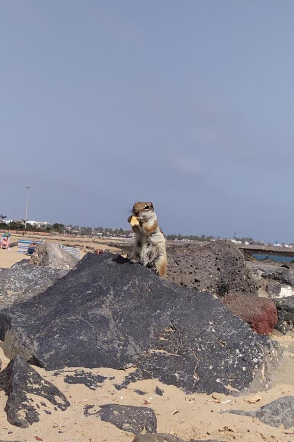 Rent Fuerteventura